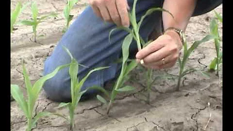 Field Corn, Early Growth Stages Defined