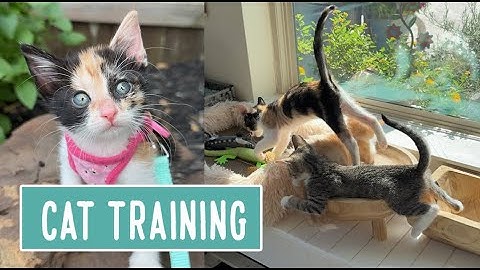 Personalized Training — For Adoption