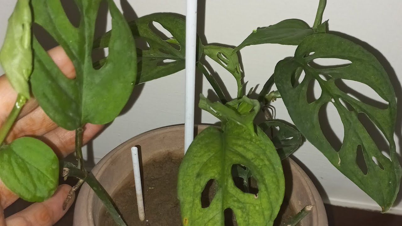 Monstera Swiss cheese plant care growth location and propagation. kaise