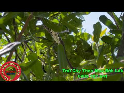 Kỹ Thuật Chăm