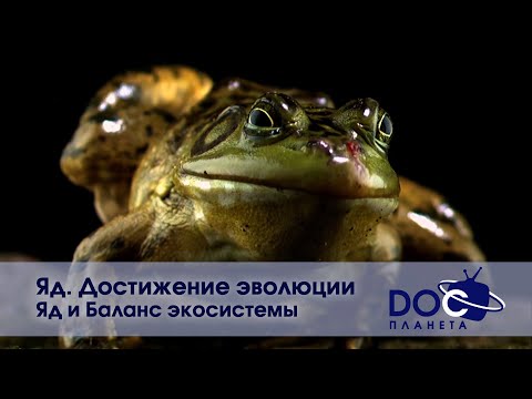 Яд. Достижение эволюции - Часть 2. Яд и баланс экосистемы-  Документальный фильм