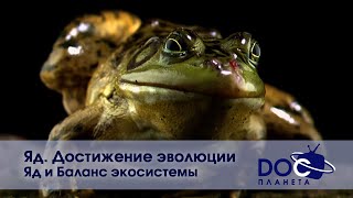 картинка: Яд. Достижение эволюции - Часть 2. Яд и баланс экосистемы-  Документальный фильм
