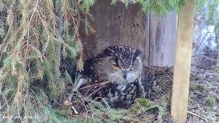 Estonian Eagle Owl Nest 2023 by Aare 3,618 views 3 months ago 23 minutes