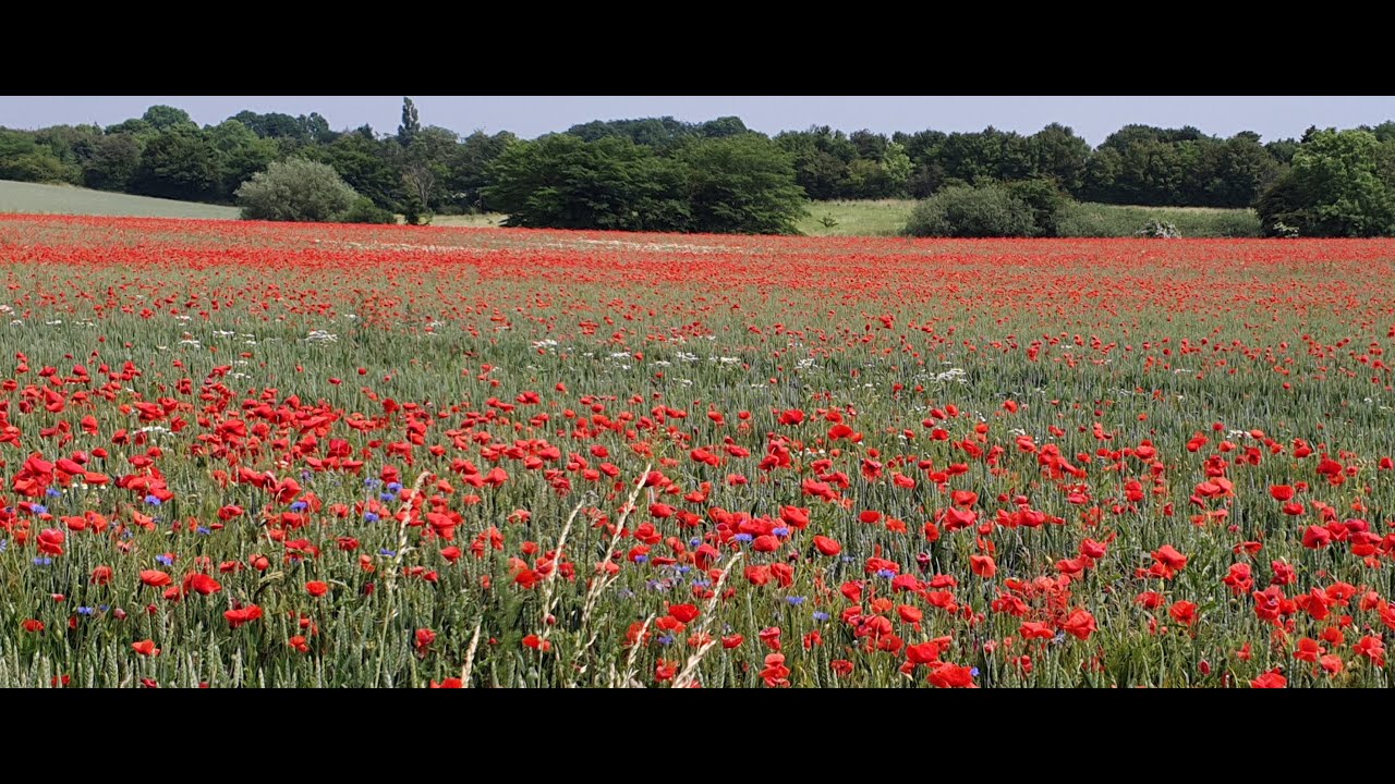 JOYRIDE - STOP OVER WITH THIS BEAUTIFUL RED FLOWER FIELD || FILIPINA ...