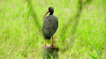 Nature   44781 No Copyright Video, Background, Green Screen, Motion Graphics, Animated Background