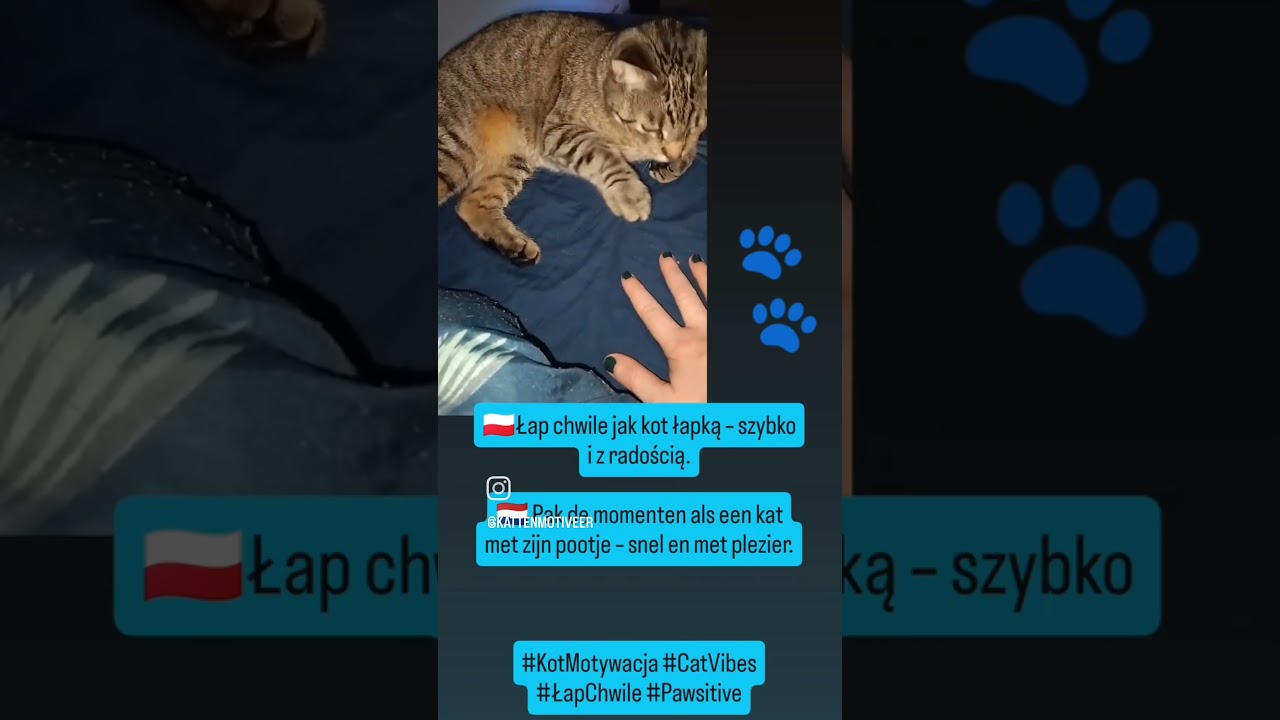 De kussentjes van katten pootjes zijn zo gevoelig dat ze zelfs de kleinste trillingen 🐾 #dc #felix
