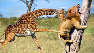 ЖИРАФ ДАЕТ ОТПОР ЛЬВАМ! Самые Эпичные Битвы Жирафов Против Львов