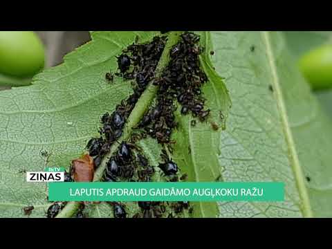 Video: Nepatīkama ērkšķogu Dzinumu Laputis