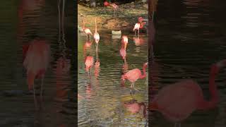 A Flamboyance Of Flamingos Flamingoes The Bronx Zoo New York Nyc 2023 Apple Iphone 15 Pro Max Video