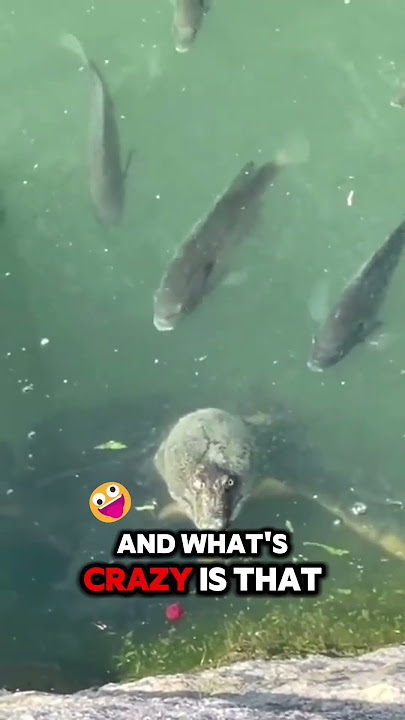 Loch Ness Monster Sighting?! 👀🌊🐉 #animalshorts #animal #lochness  #lochnessmonster #fyp #shortsfeed