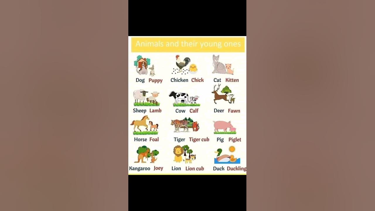 Animals and their young ones - YouTube
