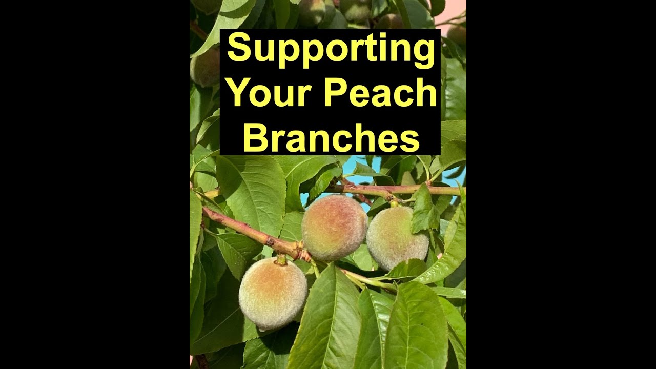 How To Support Young Fruit Tree Branches Made Easy YouTube How To Support Young Fruit Tree Branches Made Easy YouTube