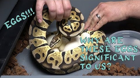 Scaleless Ball Pythons On The Way? Pulling Clutches!