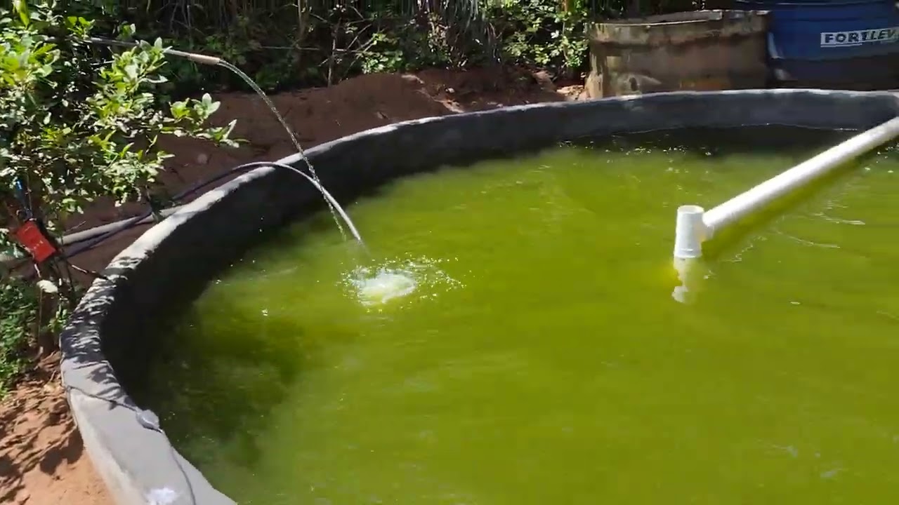 Melhorando o oxigênio dos peixes