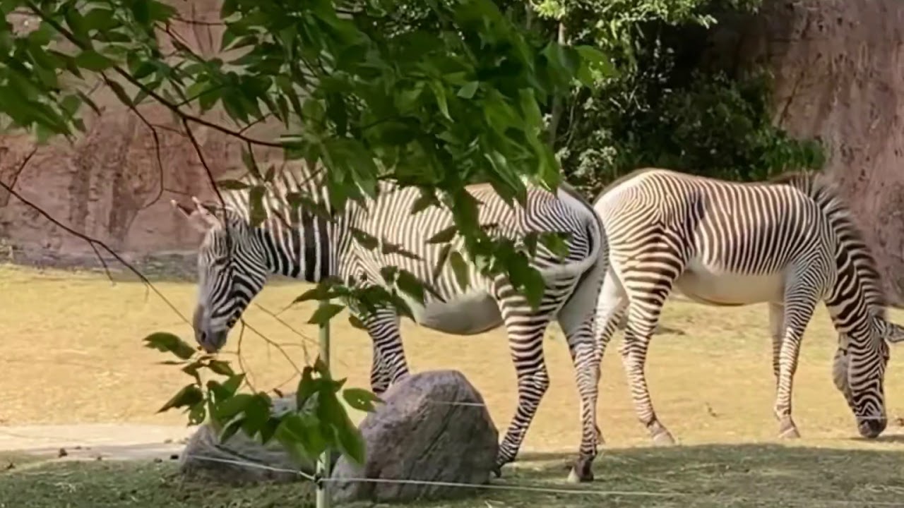 zoo safari toronto