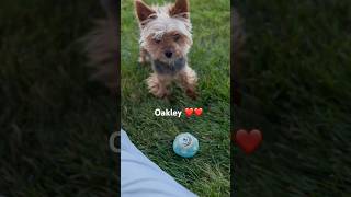 Yorkie Oakley do you agree he is cute? #shorts #dog #funnydog