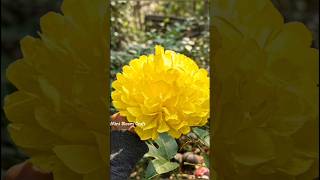 Diy Tissue Yellow Flower