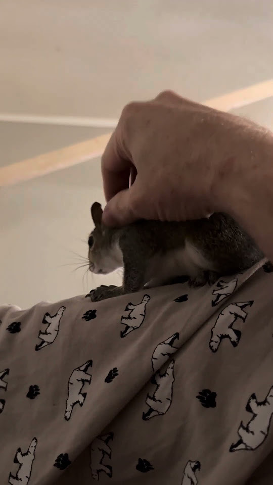 This Guy Is Special For Those Who Love Exotic Or Non domesticated this-guy-is-special-for-those-who-love-exotic-or-non-domesticated