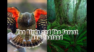 Kea Birds and Forest Photography  New Zealand