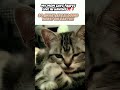 Huhh? 🤔 #trendingfunk #trendingaestheticfunk #yoshohai #viraltrendfunk #cat #, rosie