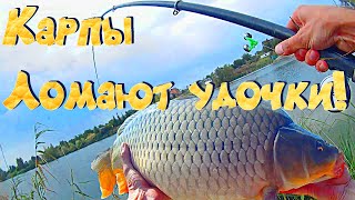видео: КАРП МОНСТР. Ломает удочки. Обрывает снасти. Рыбалка карповая на флэт #карп #рыбалка2023 #флэт картинка: КАРП МОНСТР. Ломает удочки. Обрывает снасти. Рыбалка карповая на флэт #карп #рыбалка2023 #флэт