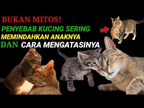 Penyebab Kucing Sering Memindahkan Anaknya Sendiri