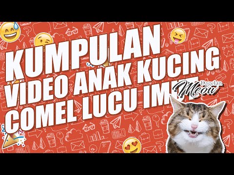 kumpulan-video-anak-kucing-comel-lucu-imut-imut-|-dagelan-meow-kucing-lucu