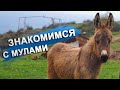 Ослиная ферма | Знакомство с Ашхаразором (ENG subtitles)