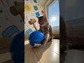 Cat Smashes Giant M&amp;M… A Whole Cucumber Comes Out! 🐱🥒😱