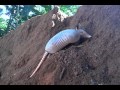 Armadillo buscando comida