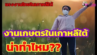 งานเกษตรที่เกาหลีใต้ น่าทำไหม?