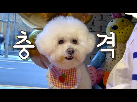 태어나서 처음으로 스테이크 먹고 충격먹은 강아지 (+ MCM <strong>ZOO</strong>)