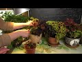 КОЛЕУСЫ размножение черенками  +Про растения с желтыми листьями