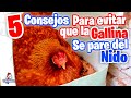 Como Evitar que la Gallina se pare del Nido 🐔🥚 5 COSAS QUE DEBES SABER