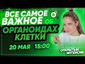 ВСЕ САМОЕ ВАЖНОЕ ОБ ОРГАНОИДАХ КЛЕТКИ | Биология | PARTA