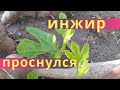 ИНЖИР ПРОСНУЛСЯ ПОСЛЕ ЗИМЫ!