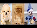 Tik Tok Chó Phốc Sóc Mini | Funny and Cute Pomeranian Videos #38