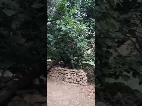 A Donkey Un âne Qui Brait حمار نهيق 