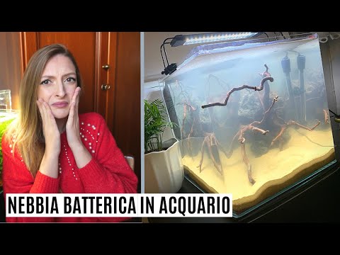 Video: Perché il sole è dannoso in acquario?