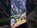 The Cali 😍 #customaquarium #aquarium #fishtank #angelfish #tropicalfish #aquascape