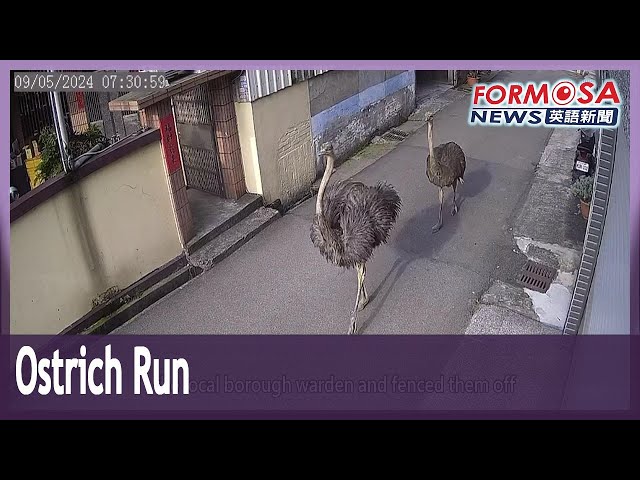 Runaway ostriches taking morning stroll cause commotion in Taichung｜Taiwan News