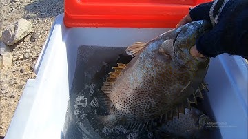 Cần Thủ Câu Cá Dìa To Khủng - Rabbitfish l Khám Phá Biển Nha Trang