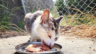 A male cat comes to spy on a lonely female cat's meal.Impressed cat video.