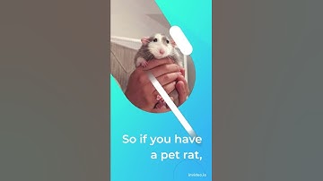 Ticklish Rats #Eshorts
