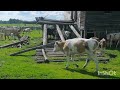 Якутские лошади/Якутская порода лошадей