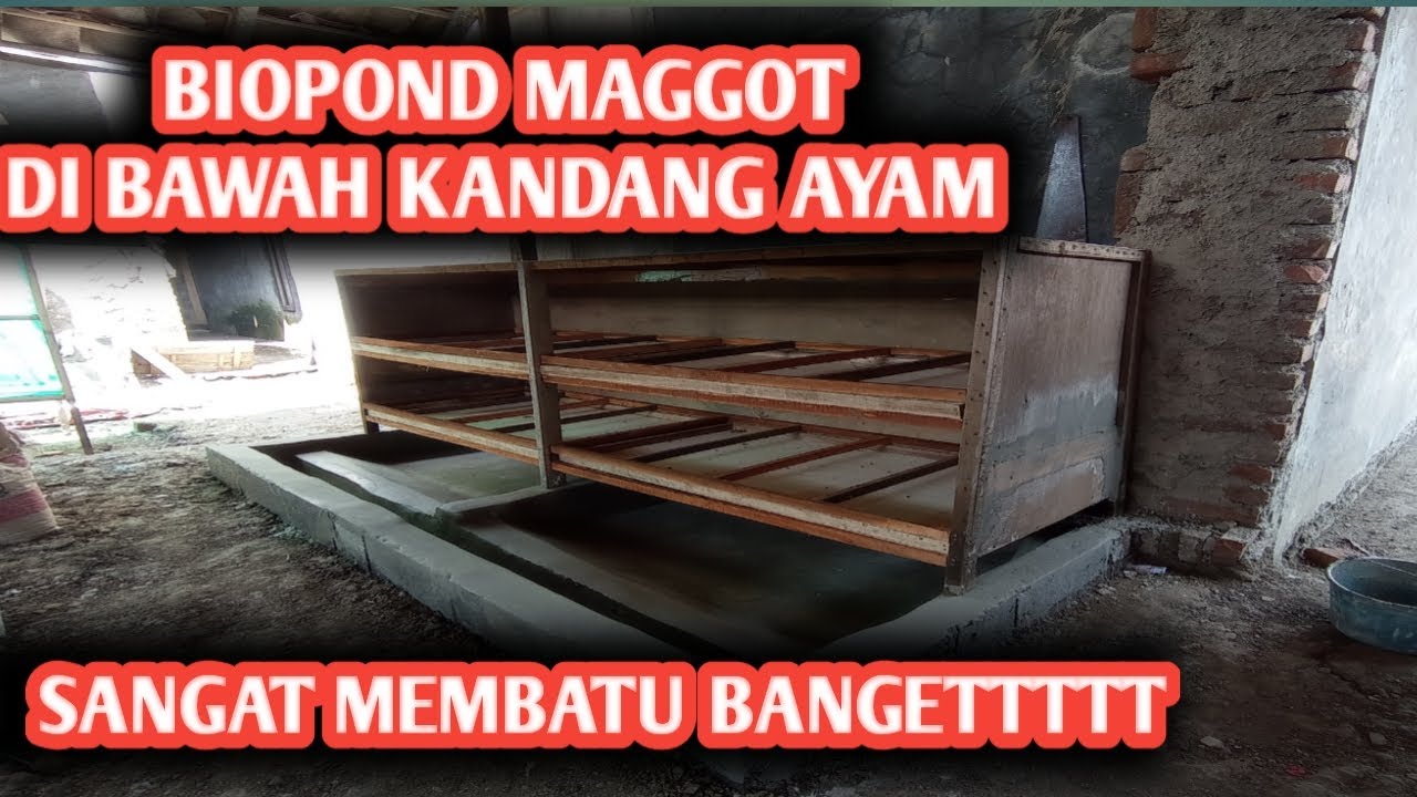 CARA MEMBUAT BIOPOND MAGGOT BSF (MAKE BIOPOND MAGGOT BSF) DI BAWAH