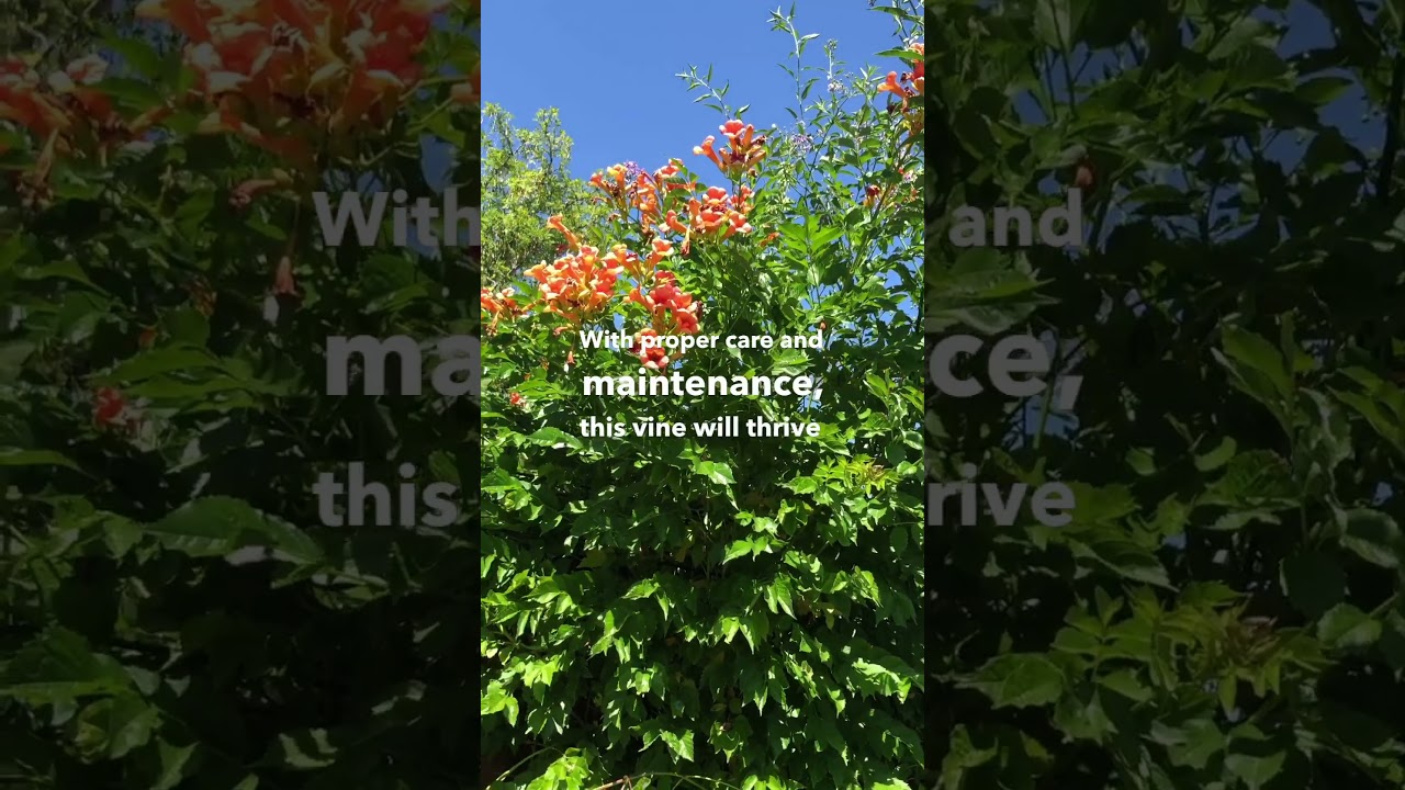 Trumpet vine: The best privacy fence in the world