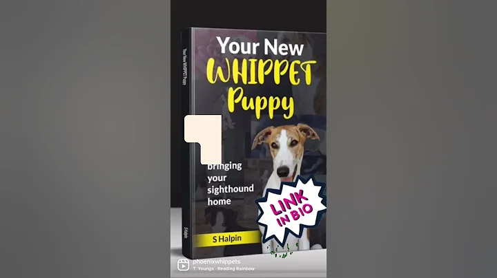 Your New WHIPPET Puppy: bringing your sighthound home  Available on Amazon! https://a.co/d/4IYtG3z