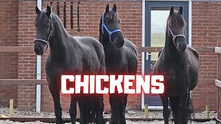 Chickens! Lice! Ponies! Salt blocks. Horses in the arena for the first time. Friesian Horses