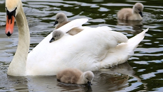 Swan's nest and hatching of cygnets